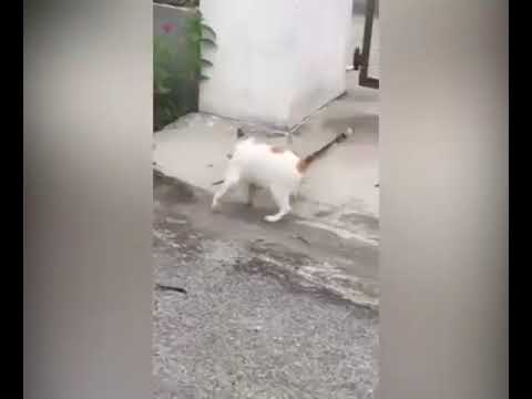 best pet insurance cat don't know how to go home