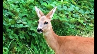 Prekrasne srne došle su na večeru. Beautiful Roe deer have dinner, Croatia, Summer 2021.