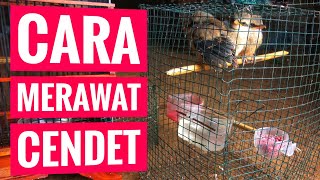 TERBONGKAR CARA SUKSES MERAWAT BURUNG CENDET ANAKAN