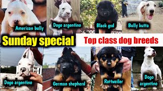 Sunday special | Dogo argentino | black gsd | American bully | Bully kutta | Rottweiler for sale