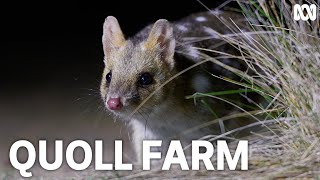 Unwanted guests at dinner time | Quoll Farm