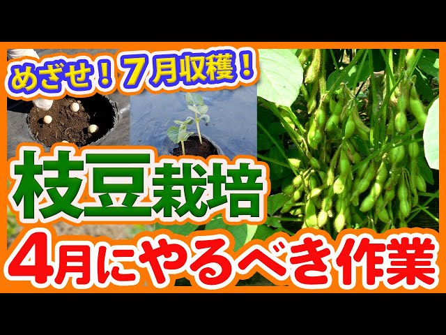 4月スタート！家庭菜園や農園でエダマメ栽培の成功率をアップさせる