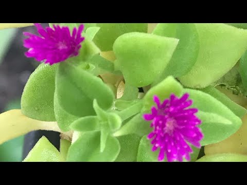 Video: Što je morska lavanda - naučite kako uzgajati štedljive biljke lavande