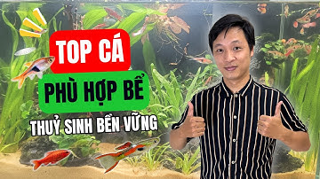 Top các loại cá phù hợp cho bể Thuỷ Sinh Bền Vững