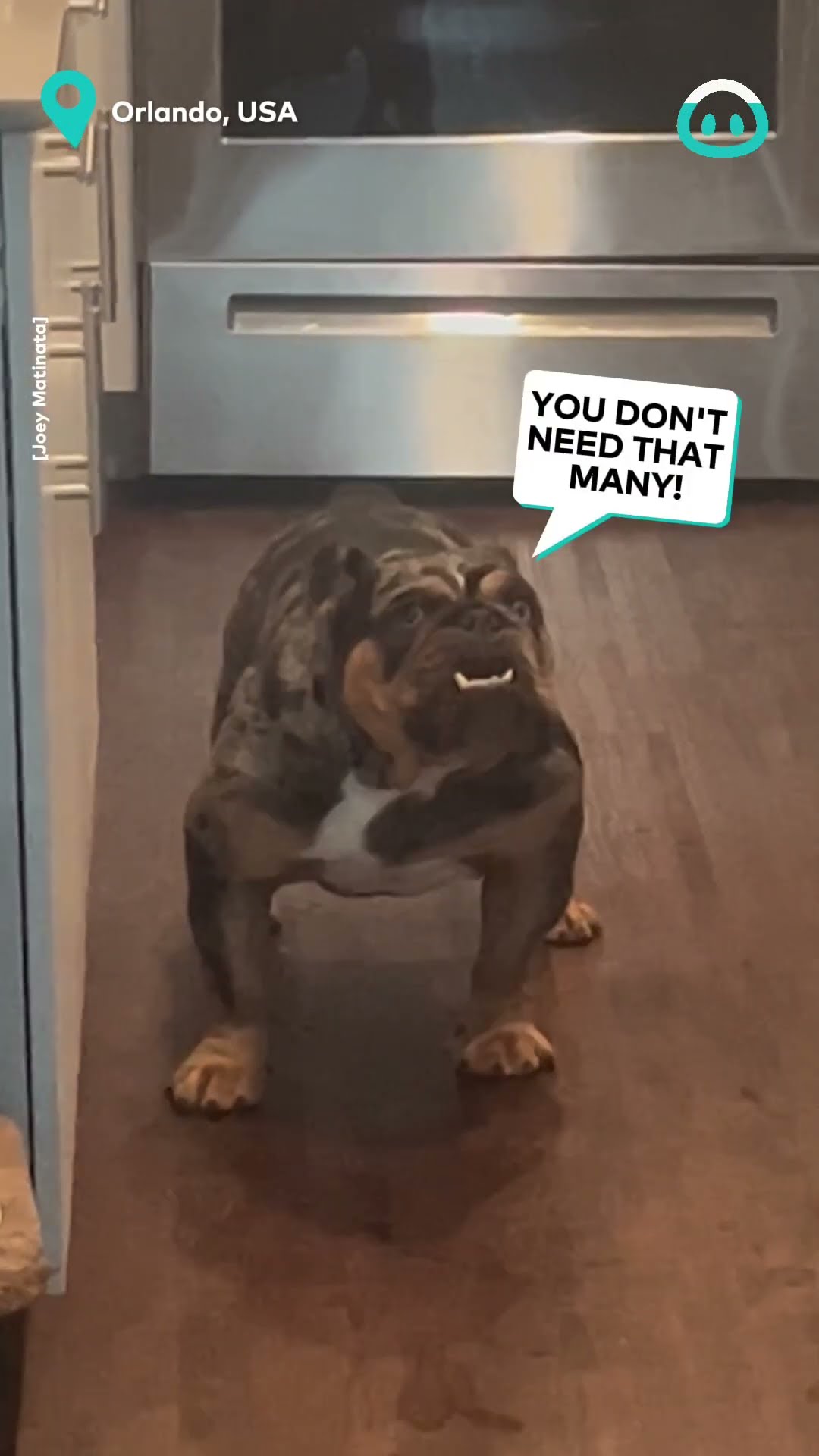 Blueberry Bull Dog Caught Stealing || ViralHog