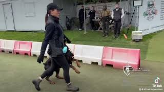 DOBERMANN PERSONAL PROTECTION DOG  Dog Training in Kent, UK