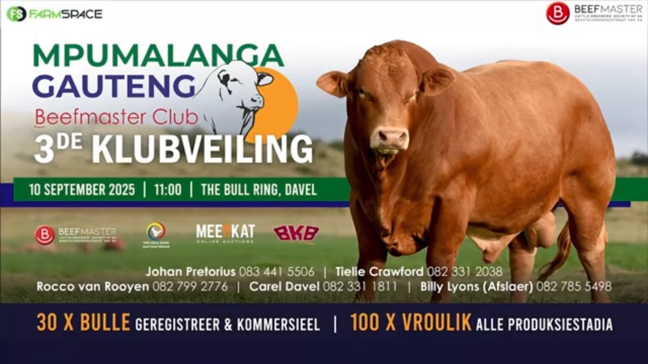 Mpumalanga Gauteng Beefmaster Club Jaarlikse Veiling – 10 Sept by The Bull Ring, Davel.