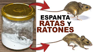 ¿Qué es demasiado frío para las ratas?