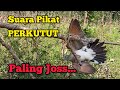 Suara PIKAT PERKUTUT / MERBUK Paling Jos