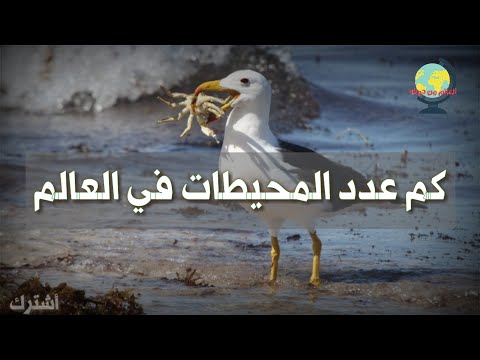 فيديو: كم عدد المحيطات الموجودة على الأرض