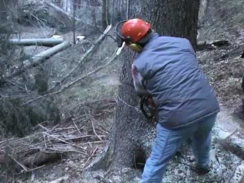 Video: Come si ottengono gli alberelli di quercia Osrs?