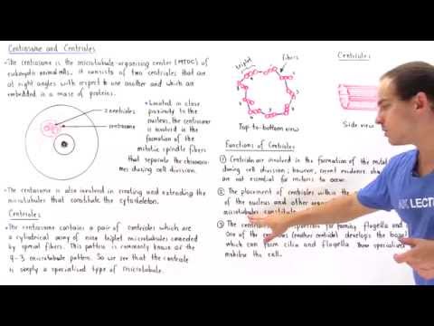 Centrosome and Centrioles