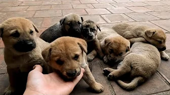 Super Cute Puppies Drinking Formula Milk for the First Time