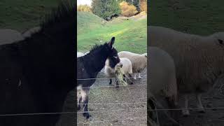 Feeding Our Animals 🦙🐑🐖🐶🐴 #shorts