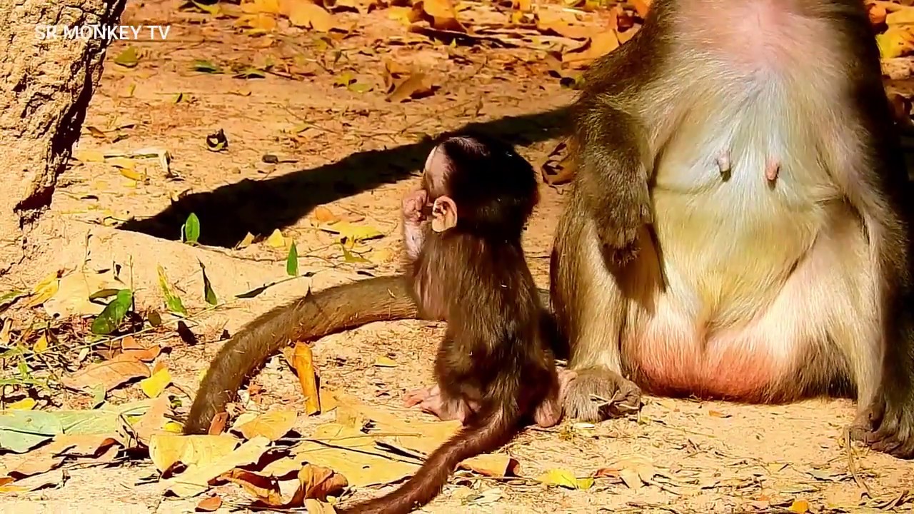 Poor baby Monkey Alba