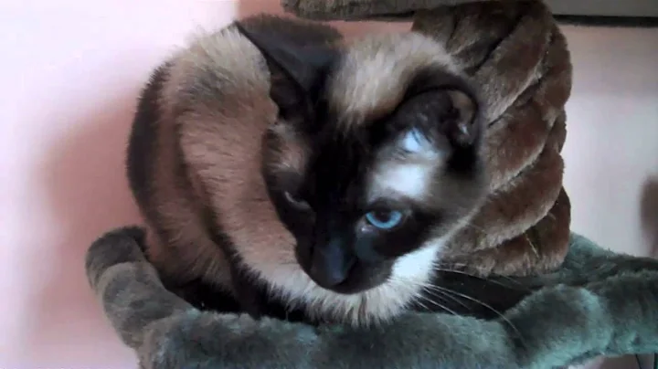 Video 11284011: siamese cat rescue, siamese cat adoption, female siamese cat, beautiful siamese cat, siamese point