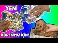 YENİ KÖPEĞİMİZ İÇİN ALTIN SLİME CHALLENGE! GÜMÜŞ VE ALTIN FOLYO SLİME NASIL YAPILIR? Bidünya Oyuncak