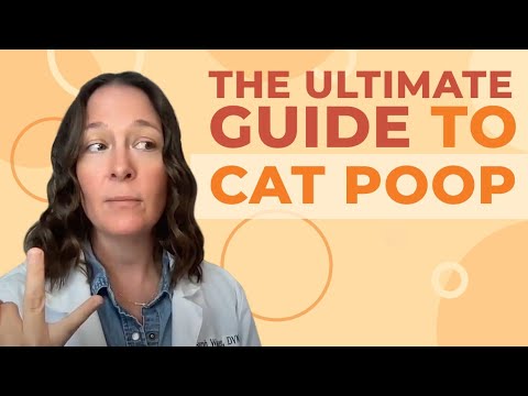 A Vet&rsquo;s Guide to Cat Poop