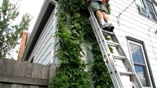 Hop Harvest 2009 - Growing hops in St. Paul, MN