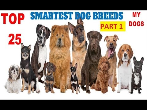 Top 25 Smartest Dog Breeds  In The World (Part1)#Newest