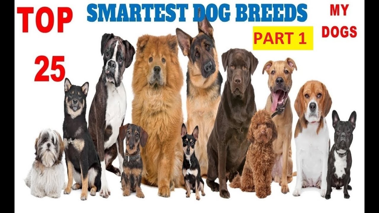 Top 25 Smartest Dog Breeds In The World 