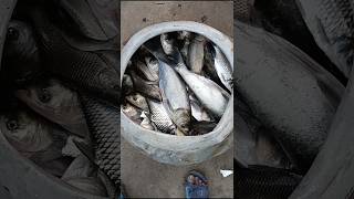 পকর মছ ধর বজর নয গয বকর করলম