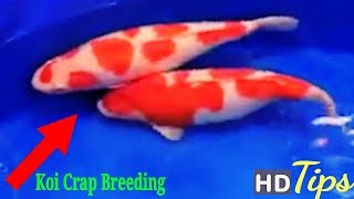 Guidelines of Koi Carp Breeding | Natural Breeding procedure Hd Tips.