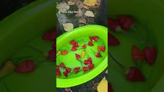 Pane Cabe Rawit Gemoy