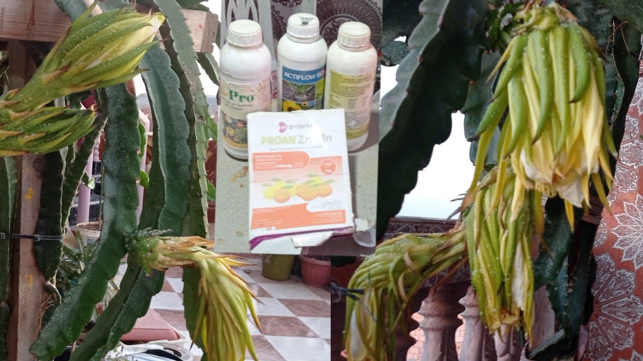 كيف ؤحافض على تمار تنين دراجون فروت من تساقط dragon fruit