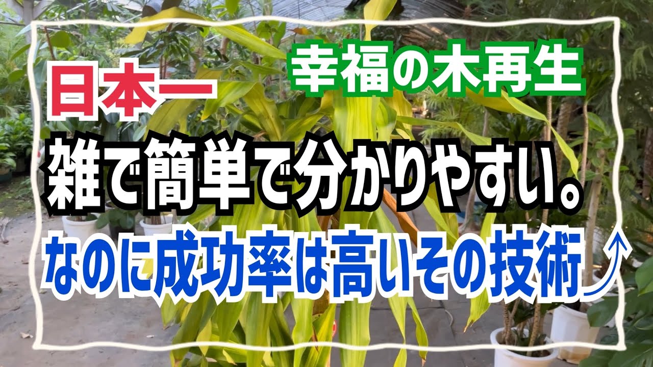 幸福の木再生】日本一雑で簡単で分かりやすい。なのに成功率は高いその