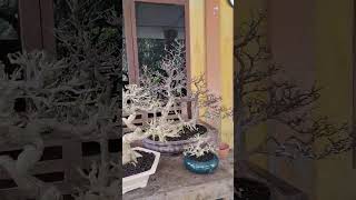 warhin vs anput bonsai pameranbonsainasional ppbi pamnasbonsai