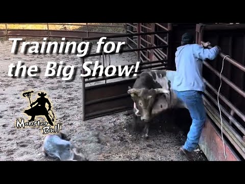 Training Young Bulls for the Big Show! - YouTube