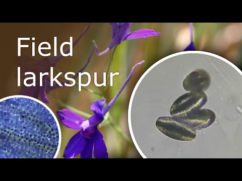 Video: Larkspur Field