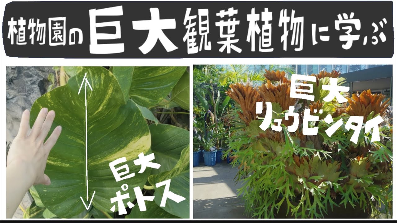 植物園の巨大観葉植物たち 100均で買える 新宿御苑 Youtube