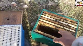 تطبيق طريقة ديماري لمنع التطريد و الاكثار من العسل الحلقة الاولى/Demaree method In beekeeping