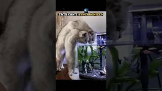CATS ARE PERFECTLY SYNCHRONIZED! 💀🥶