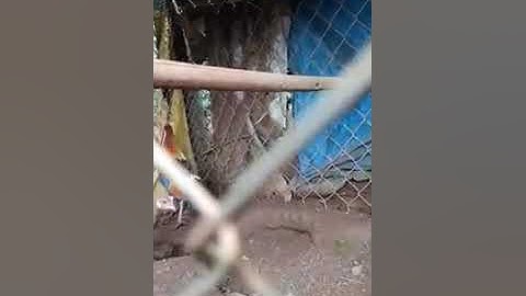 Gà rừng rặc giống mã vàng đuôi dài đẹp tập 3