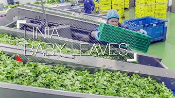 Green Factory fabryka Niepruszewo 2017