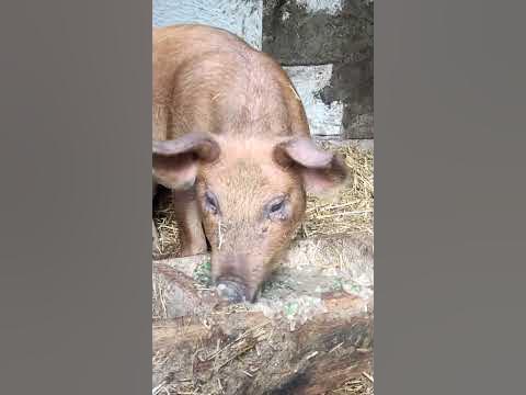 #Поросёнок - YouTube