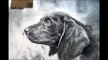 Drawing a dog (Black Labrador) in charcoal
