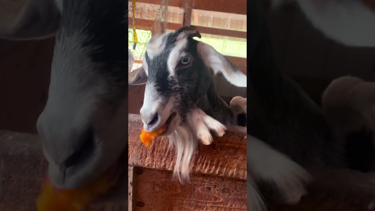 Peach Treat! 🐐🍑