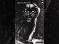 Decisive panther  phenomenal prod