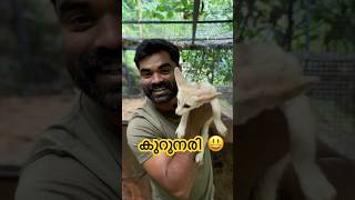 fennec foxes can raise in india with parivesh declerarion now #fennecfox #petfox