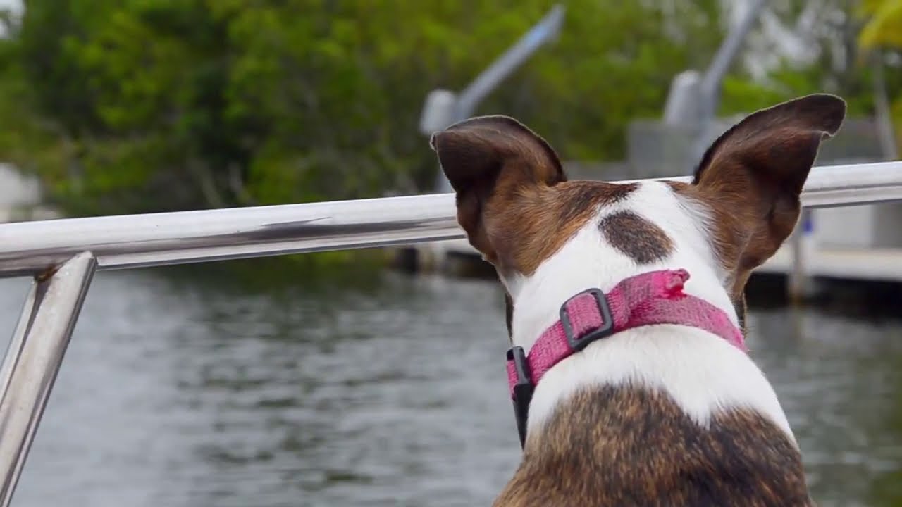 Boat Rental Melbourne Florida Where To Rent A Boat Official Video