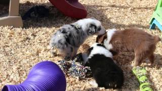 Royal/Bella Litter - 6 weeks old!