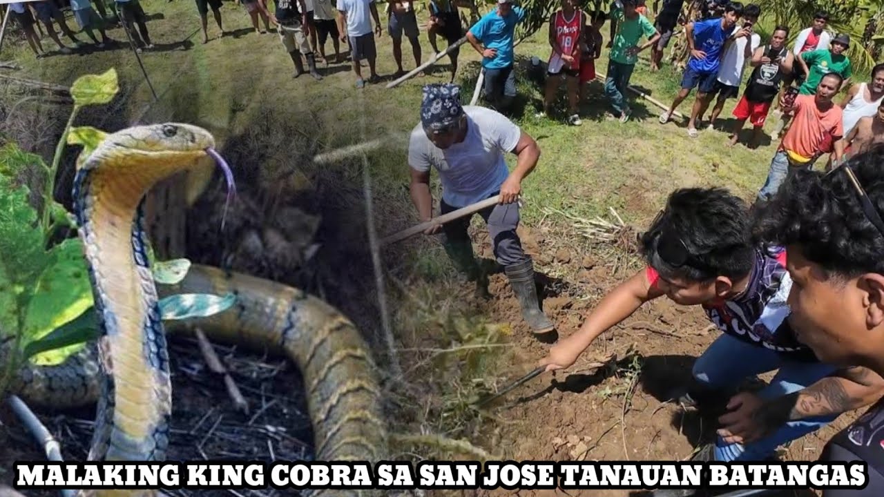 GUMAGALANG KING COBRA SA SAN JOSE.. NAHULI NA