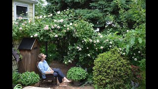 Happy Nooks and Crannies in Olga's ROSE Garden.  Garden WALK around!