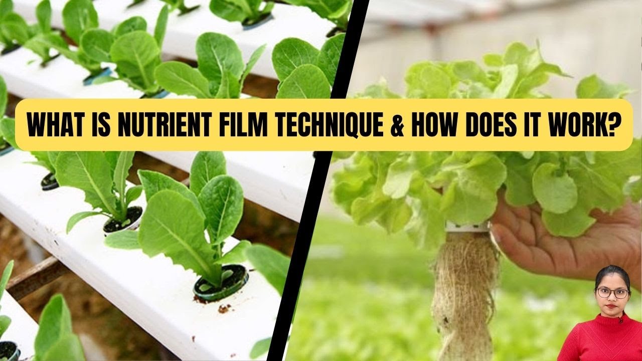 Step by Step Guide to Nutrient Film Technique (NFT)!