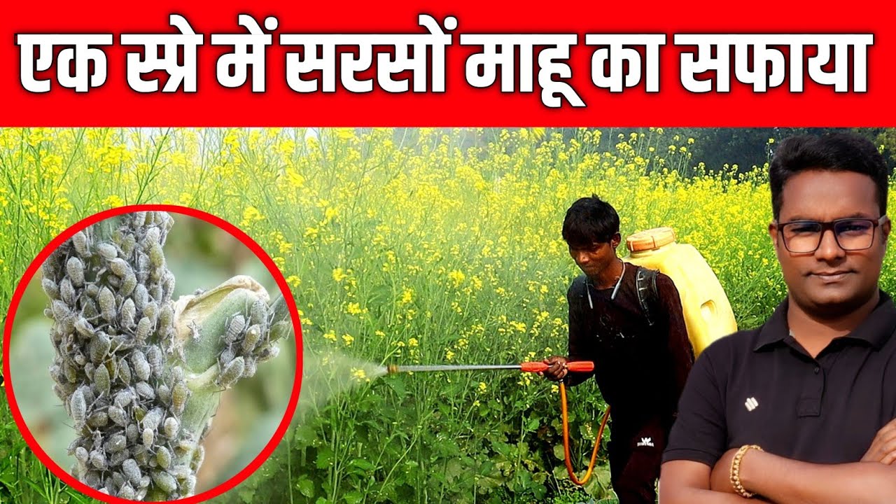 Mahu Insect सरसों की खेती में माहू का नियंत्रण / Aphids in Mustard / Sarso me Mahu ...