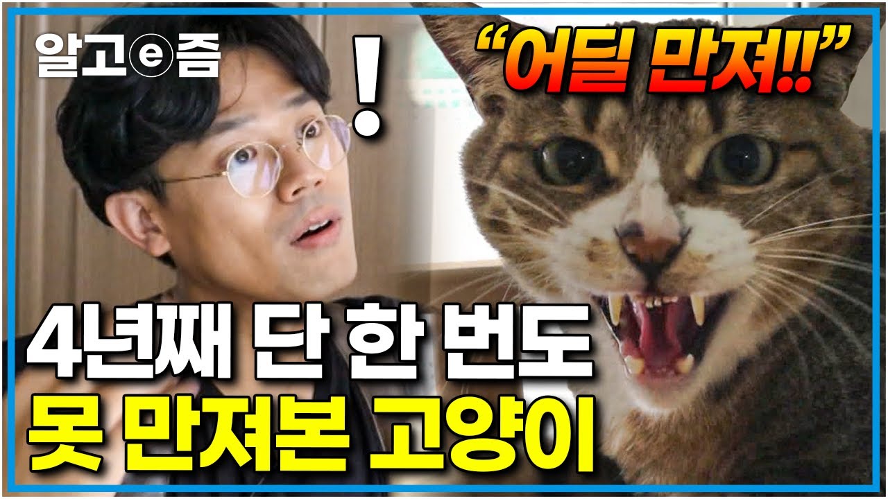 “널 해치지 않아..” 간식 주는 보호자에 냥펀치 날리는 고양이. 빗질을 못 해 뭉쳐버린 털, 4년 동안 깎은 적 없는발톱.. │고양이를 부탁해│알고e즘